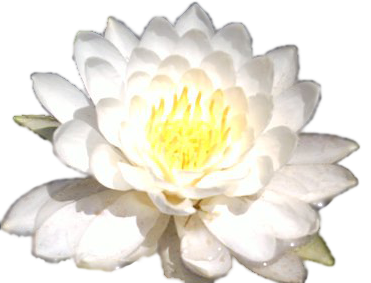 Water Lily